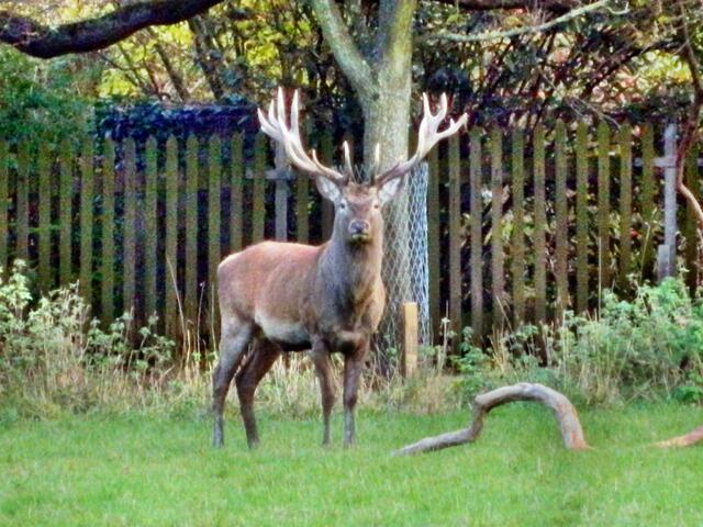 Im alter von 11 - 15 Jahren trägt der Rothirsch sein bestes Geweih
