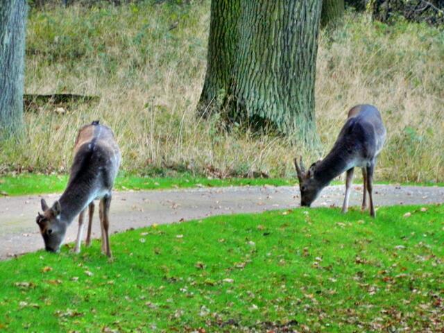 Ein weiteres Merkmal ist der Aalstrich ist auf dem Rücken