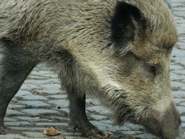 Die wilden Schweinchen sind bei den Kindern besonders beliebt