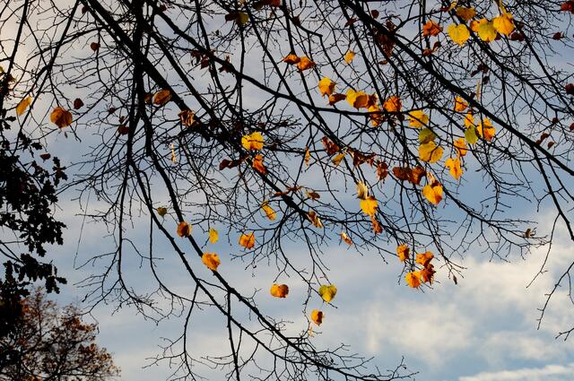 Letzte im Sonnenschein goldgelb  leuchtende Blätter des Baumes klammern sich an ihren "Sommerhalt", bis die Sollbruchstellen nachgeben und auch sie dem vorgesehenen Kreislauf folgen und zur Erde fallen.