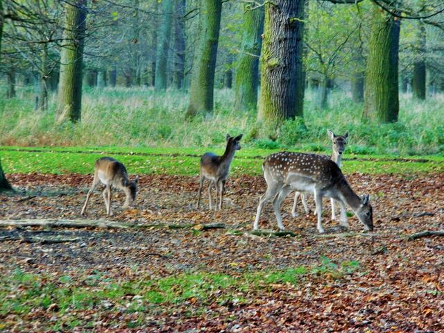 Mit den Römern kam die Wildart nach Mitteleuropa