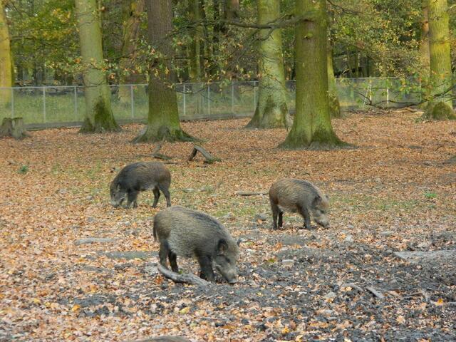 Extra eingezäunt sind diese wilden Kerle