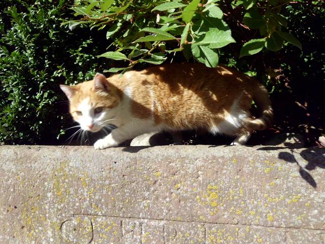 Im Sprungansatz ... cool bleiben