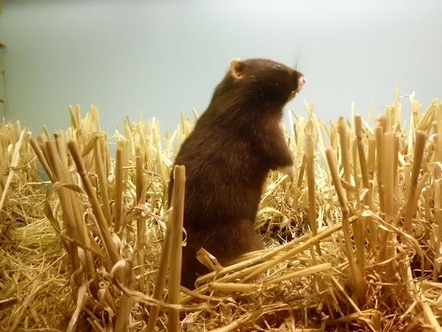 ... kein Duckmäuser sein