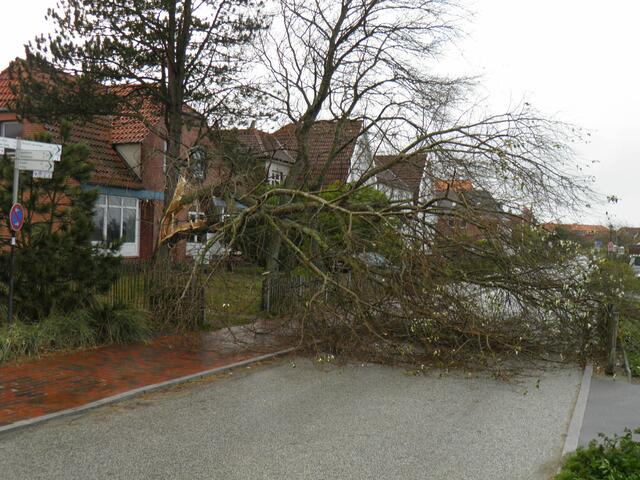 Kw. 44 Strandweg - der Baum hat's nicht geschafft ...