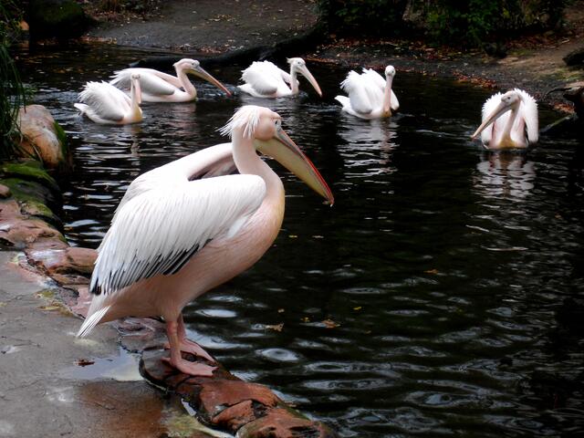 ...im Zoo Hannover