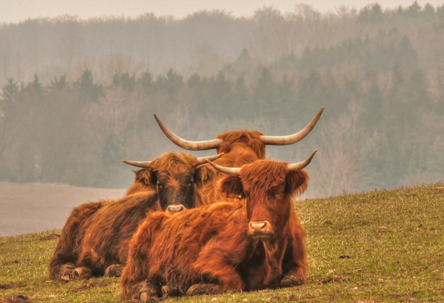 Hochlandrinder im Edertal.