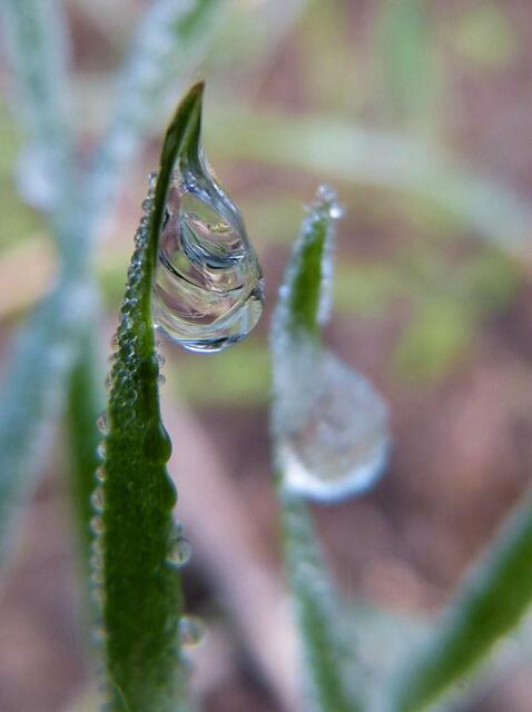 Gefrorene Tautropfen in der Morgensonne.