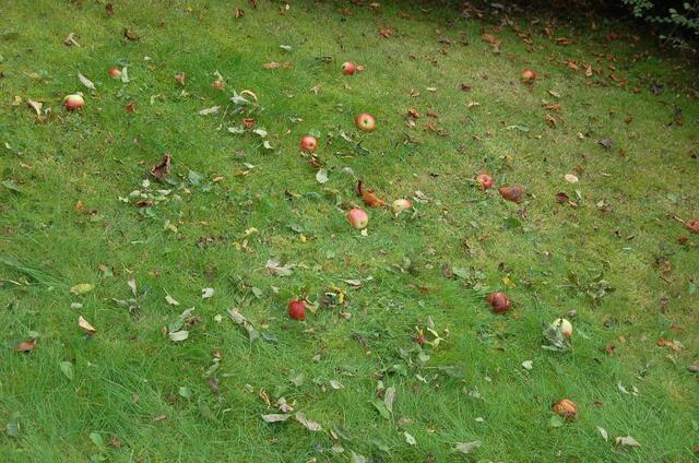 ...die Familien sind zu klein, um das anfallende Obst zu verbrauchen