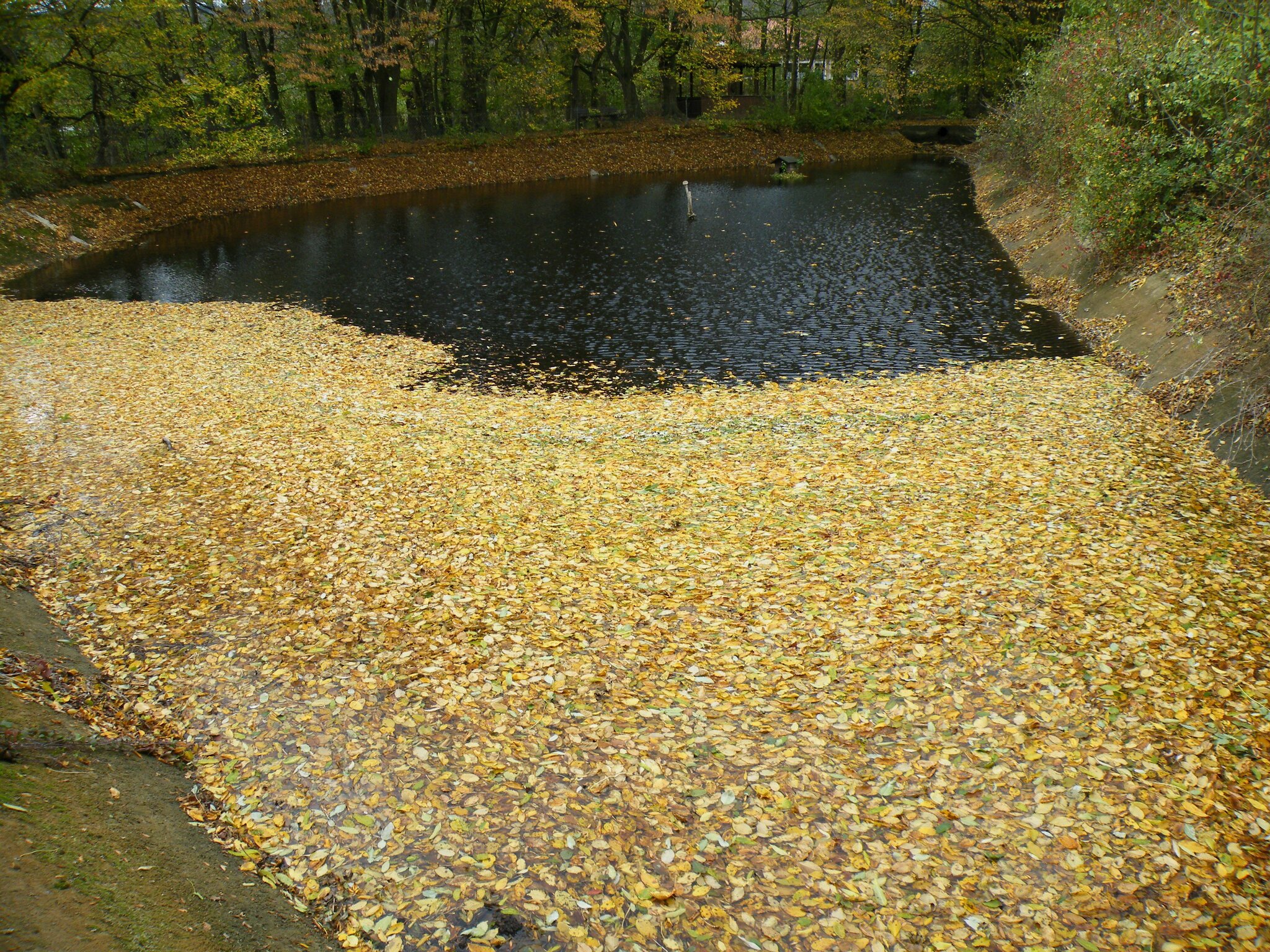 Holtensen (Eld.) Gedanken zum Dorfspaziergang … Springe