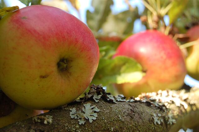 Gesundheit vom Obstbaum:  "An apple a day keeps the docter away"