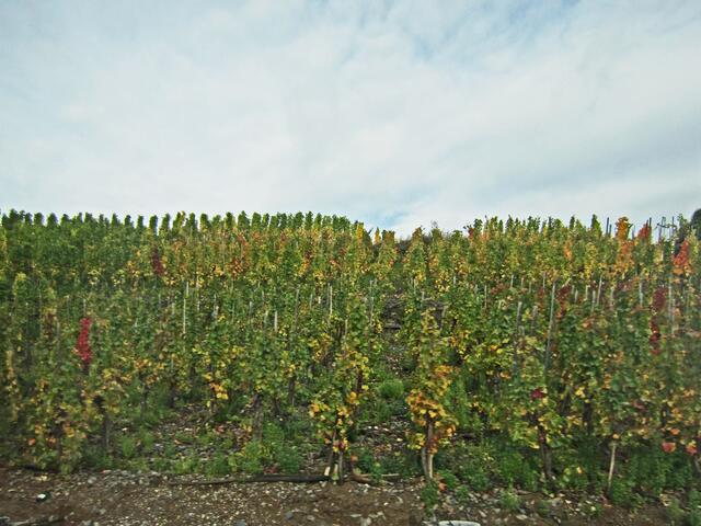 26.10.2013 Ahrweiler und Ahrtal, Martini Markt in Linz.  
Rundfahrt ins Ahrtal.
