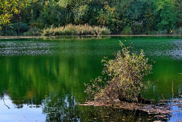 Teich bei Ihringen am Kaiserstuhl