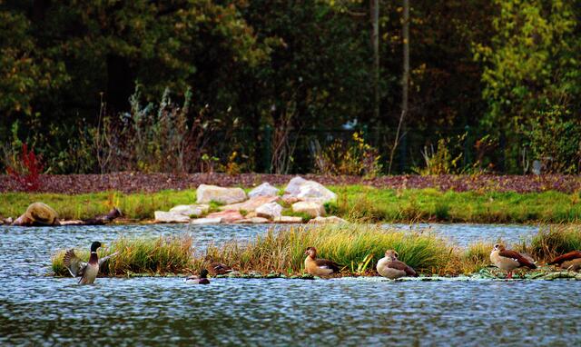 Eine Ente, Dauerbewohnerin des Sees, begrüpßt die Gäste