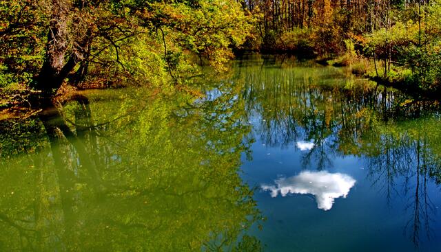 In den Rheinauen bei Breisach