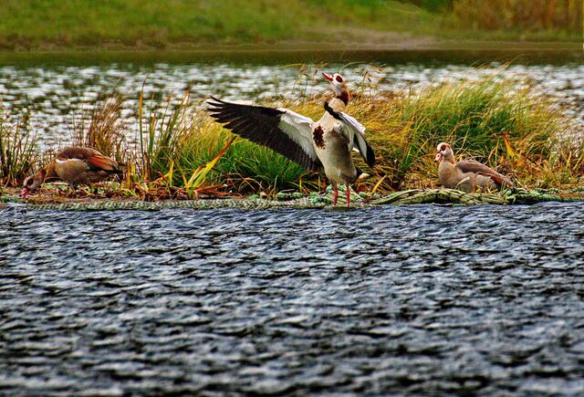Zwischenhalt,  Nilgänse  im Kurparksee Bad Krozingen auf dem Weg in den Süden