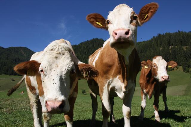 Diese drei begegneten mir in Südtirol