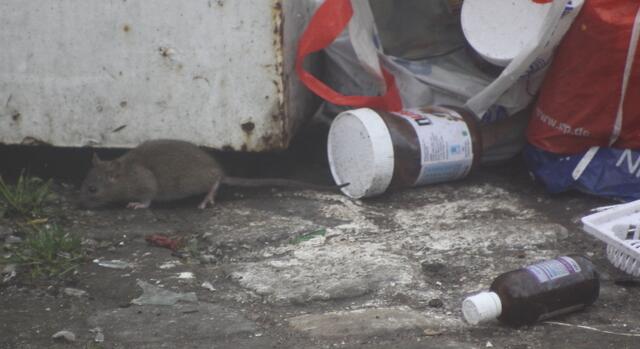 Wo hat Mutti nur die Nutella?