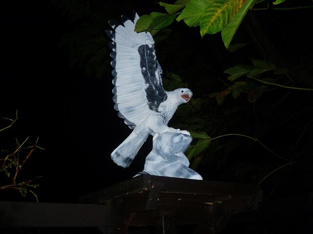 Seeadler bei Nacht - 6.11.2013 !
