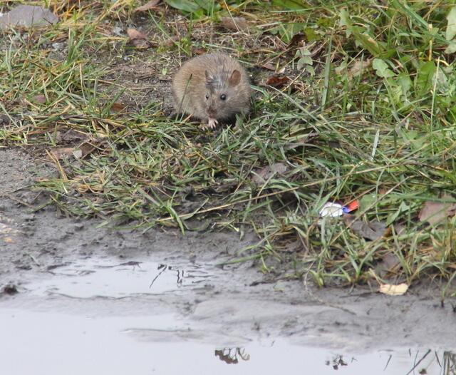 Wer frisst muss auch saufen