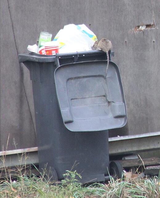 Dort Oben riechts auch nicht schlecht