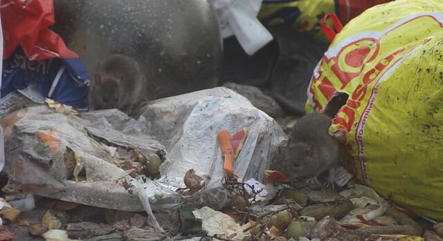 Mohrrüben und Weintrauben, man lebt gesund!