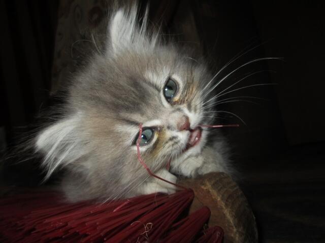 Emmy Kitten hat einen seltsamen Appetit ;-)))