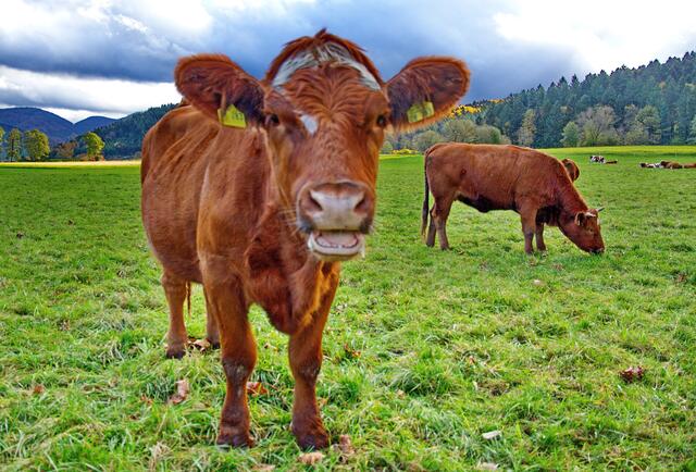 Hallo, da bist Du ja wieder, jetzt sind die Rinder unten im Tal, mit WW aufgenommen