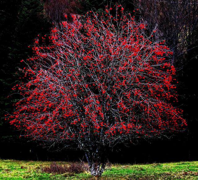 Auch das sind Herbstfarben
