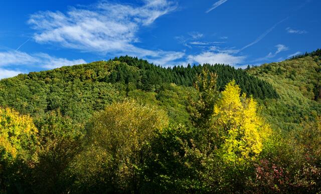 Blick aus dem Münstertal