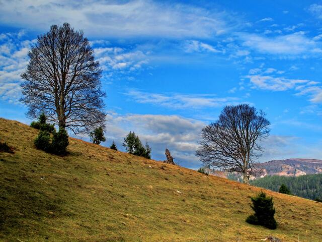 Blick über das Münstertal