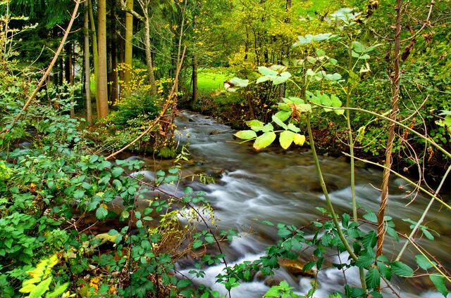 Bachlauf im Münstertal