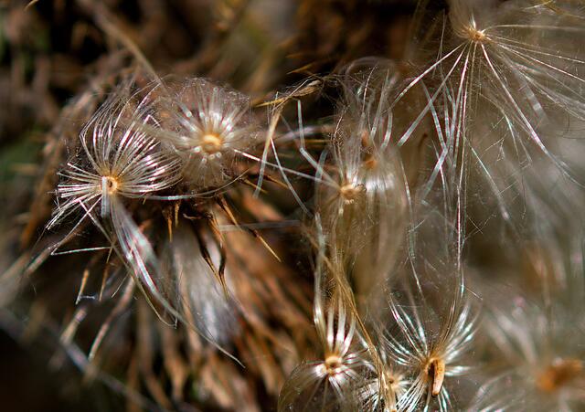 Verwelkte Distel