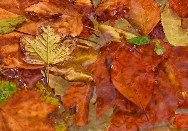 Herbstlaub in einem Brunnen im Kurpark