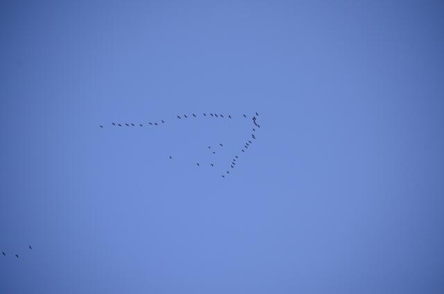 Einen ersten Trupp Kraniche hatte ich nur gehört, konnte sie wegen der Bäume nicht sehen - den nächsten sah ich, die Vögel kreisten in großer Höhe im Aufwind und flogen in neuer Formation weiter nach Süden