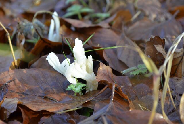 Seltsame 'krumpelige' weiße Pilze