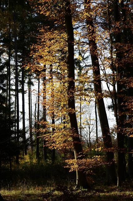 Im unteren Drittel der Buchen ist noch viel leuchtendes Laub an den Zweigen