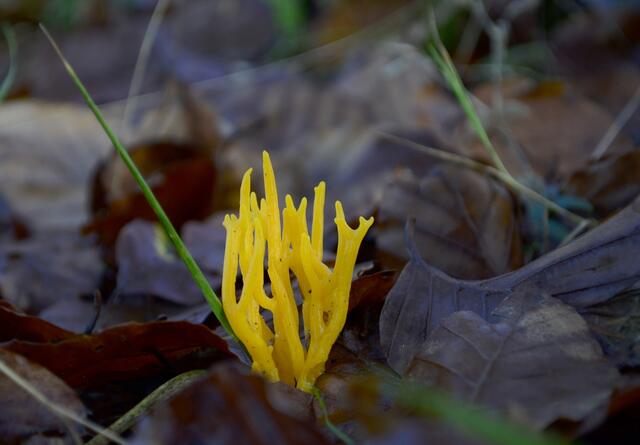 Gelbes Stagshorn (Calocera-viscosa) oder auch klebriger Hörnling
