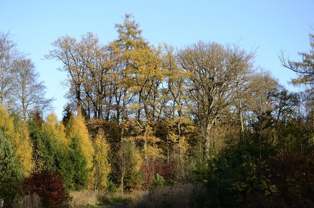 Auf der Höhe angekommen - der Weg ist die 'Alte Wildunger Straße'