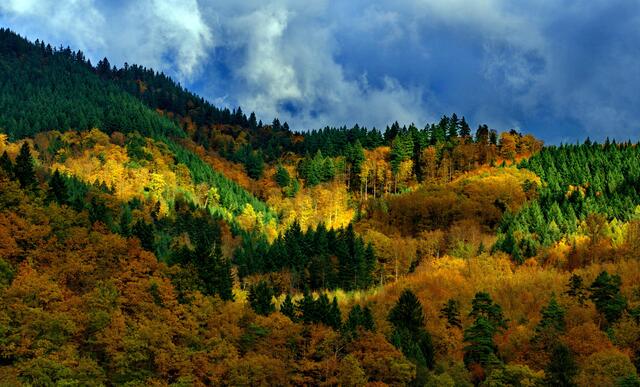 Schwarzwaldherbst
