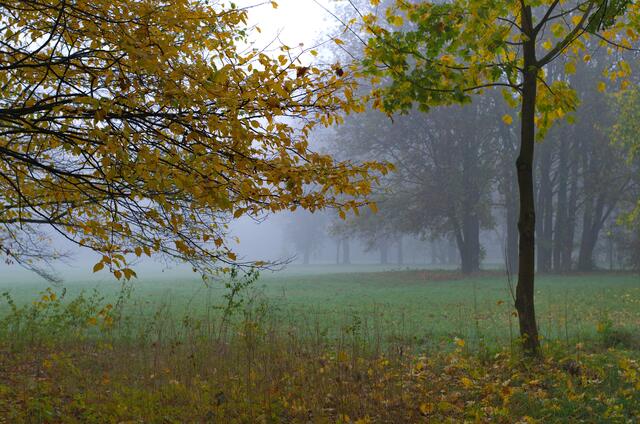 Morgennebel im Kurpark