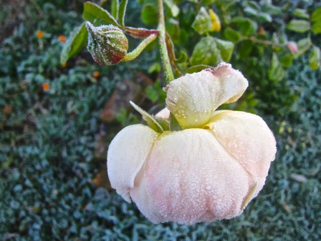 Englische Rose