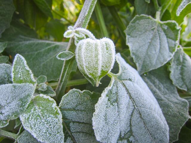 Physalis