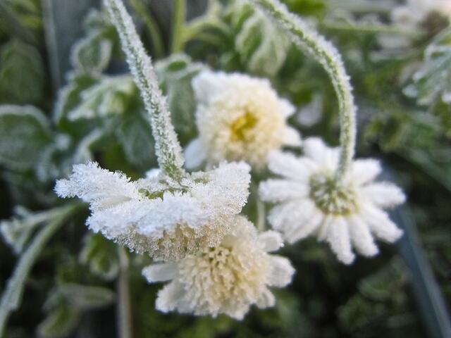 Wilde Chrysantheme