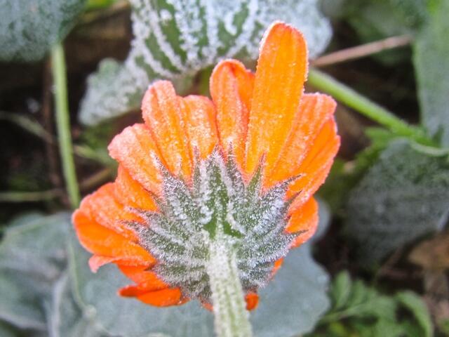 Orange Ringelblume von hinten