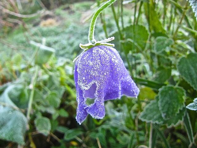 Glockenblume