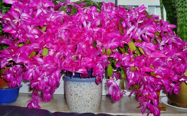 Volle Blüte am 17.11.2013 !