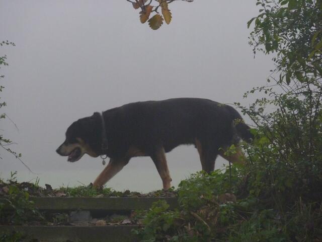 Der Hund von Baskerville...