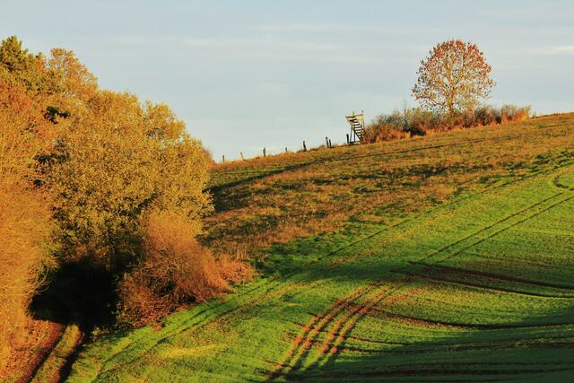Morgensonne auf der Höhe.