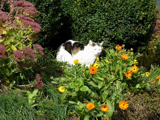 Katze im Blumenbeet.